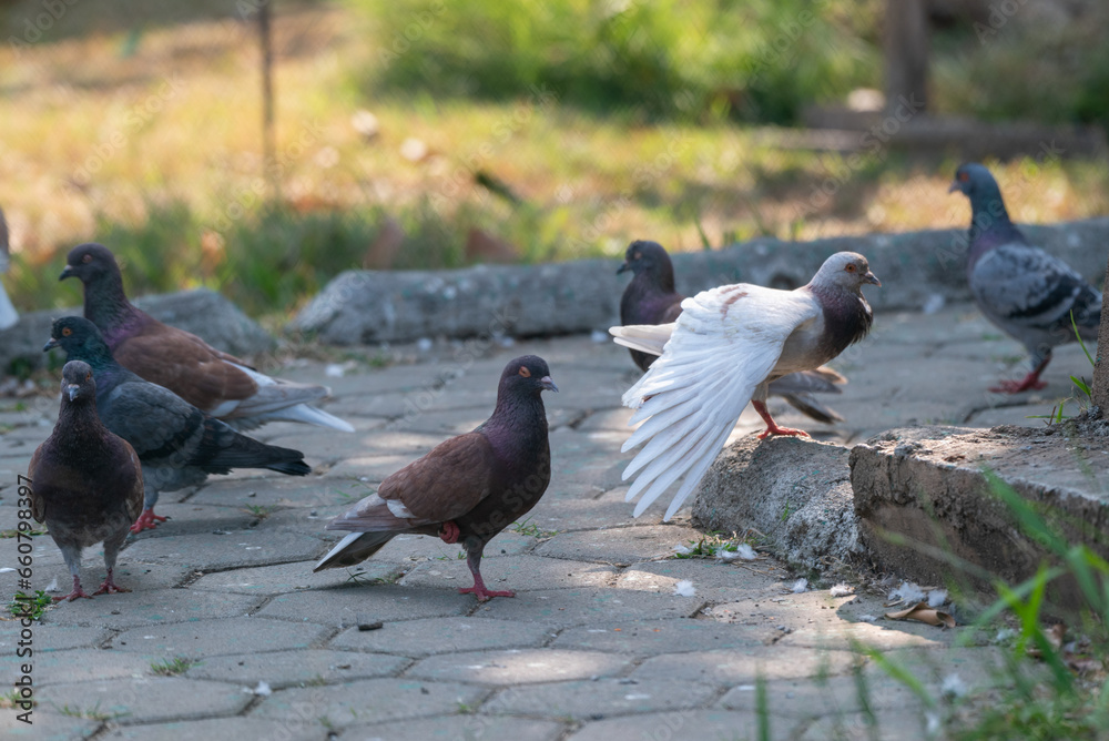 Obraz premium The pied imperial pigeon, Ducula bicolor is a relatively large, pied species of pigeon