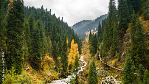 golden autumn in the mountains. autumn forest
