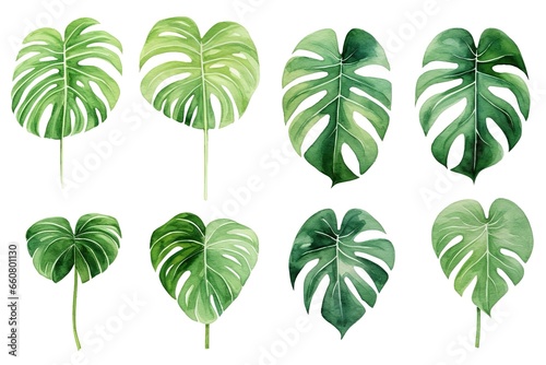 watercolor handdrawn abstract floral pattern template green background, exotic tropical wall with green monstera palm leaves on white. photo