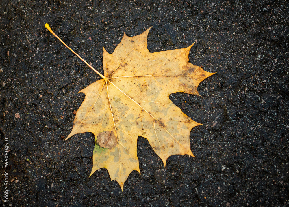 yellow autumn leaves on wet asphalt yellow autumn leaves on wet asphalt