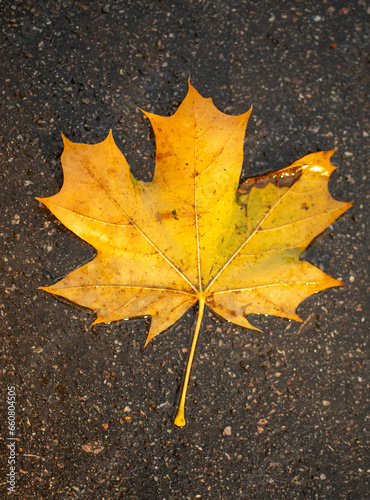 yellow autumn leaves on wet asphalt