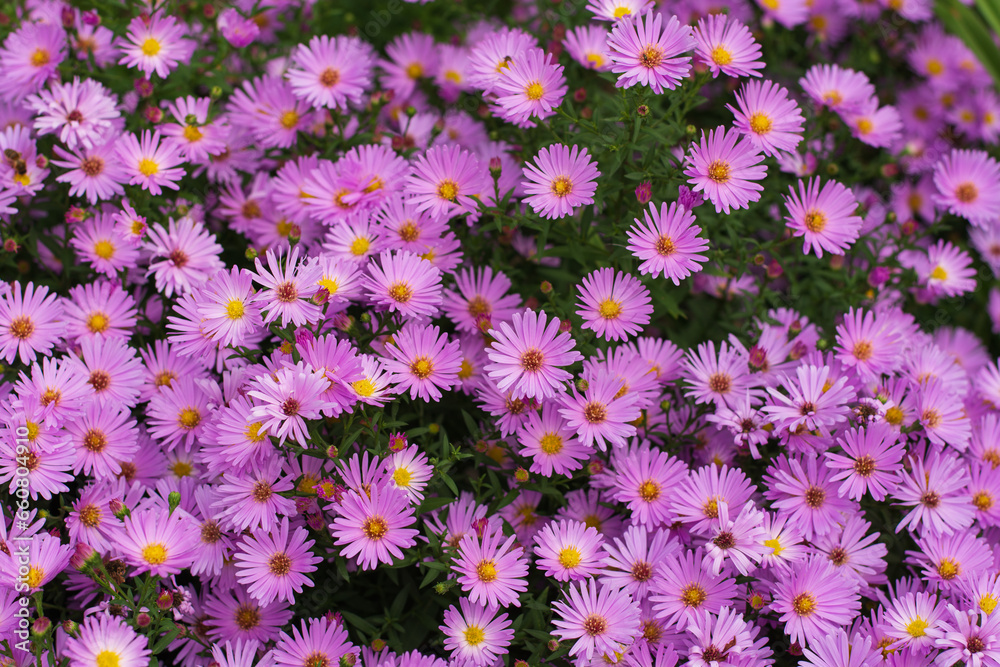 Aster blooms in late autumn and provides lots of pollen to the bees Aster blooms in late autumn and provides lots of pollen to the bees