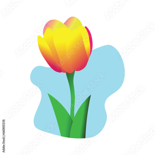 Beautiful Tulip Flower Vector Illustration.