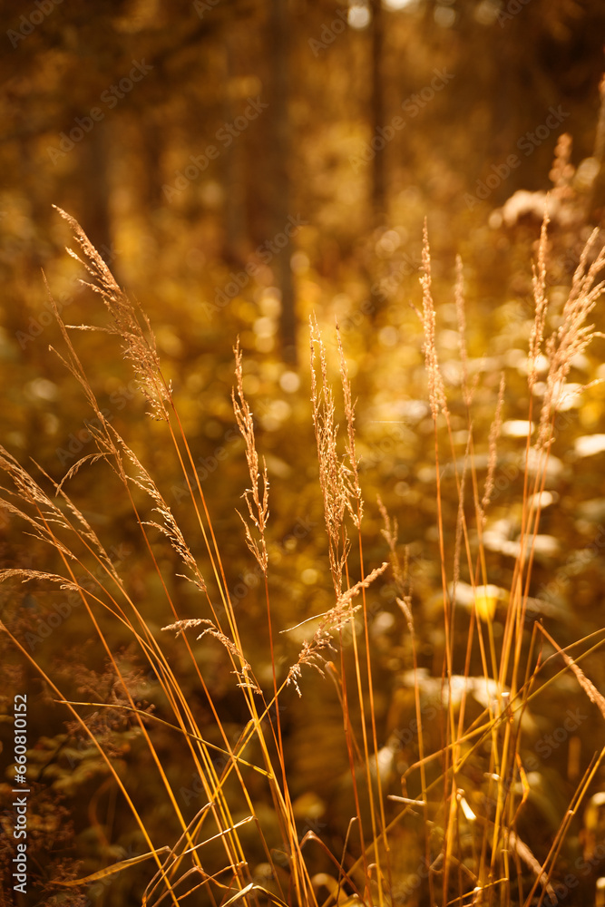 Fototapeta premium colorful herbs autumn natural background.