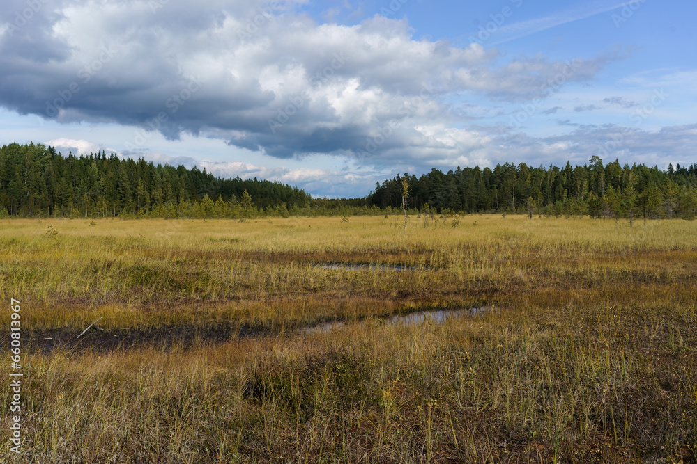 Swamp landscape from Finland.