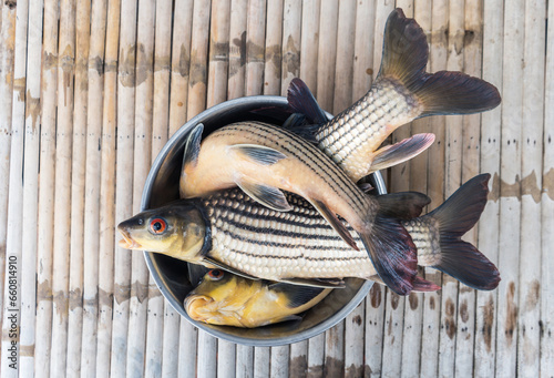 Seven-Stripped Carp (Probarbus jullieni) It is a local freshwater fish of Thailand in a stainless steel basin to prepare for cooking placed on a bamboo litter. photo