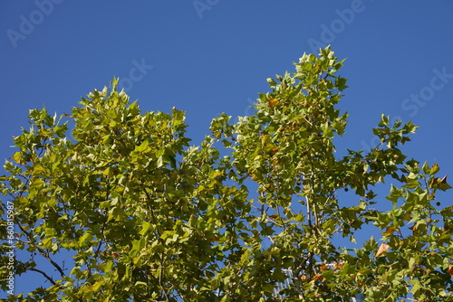 Tree blue sky, tree top against blue sky on a sunny day. Green big tree. 