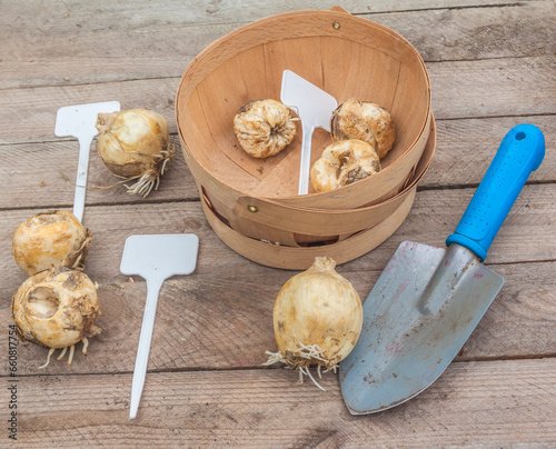 Bulbs of different types of Frisillaria on a garden table. photo