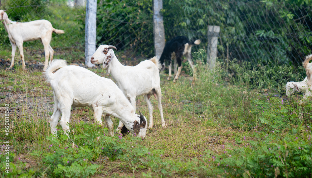 Goat farm eating leaves