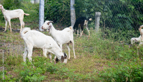Goat farm eating leaves © gamerxtc