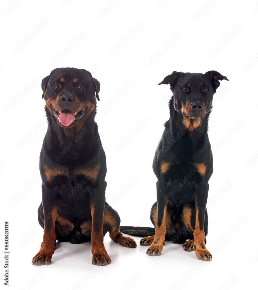 french shepherd and rottweiler
