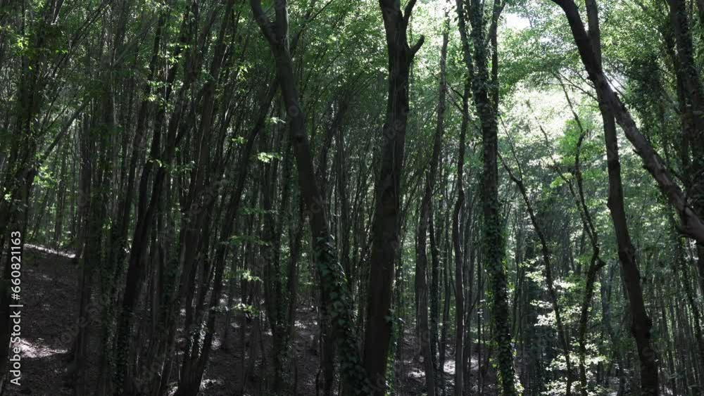 Forest view with tall trees and windy weather 4k video. Carbon net zero or carbon neutrality concept background 4k footage. Forest view with tall trees and windy weather 4k video. Carbon net zero or carbon neutrality concept background 4k footage.