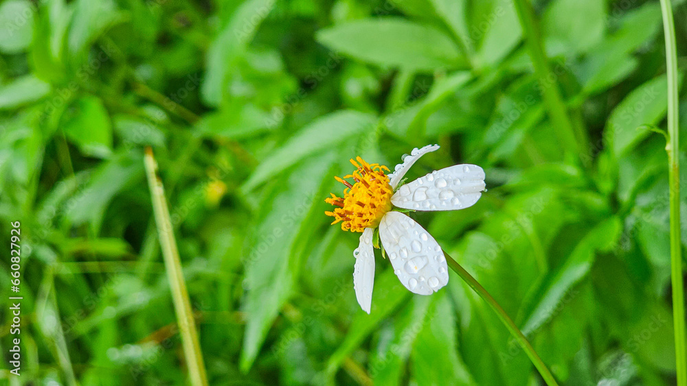 Flower with rain drops. White flower in blurred green garden background (Aster Asteraceae Daisy) Coatbuttons or Tridax daisy. Copy space, space for text Flower with rain drops. White flower in blurred green garden background (Aster Asteraceae Daisy) Coatbuttons or Tridax daisy. Copy space, space for text