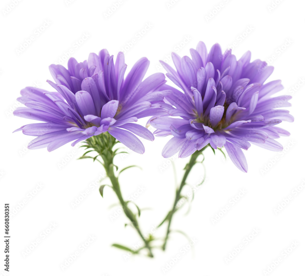blue small chrysanthemum flower on white background. blue small chrysanthemum flower on white background.