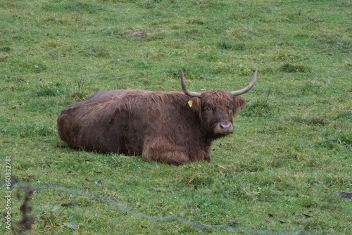 the highland cattle or kyloe, is originated from scotland