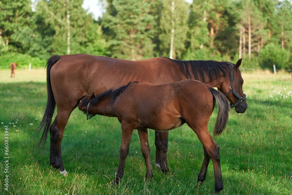 Majestic Red Horse with Flowing Mane in Open Pasture. Red horse with a long mane in the field against the sky. horse farm Majestic Red Horse with Flowing Mane in Open Pasture. Red horse with a long mane in the field against the sky. horse farm