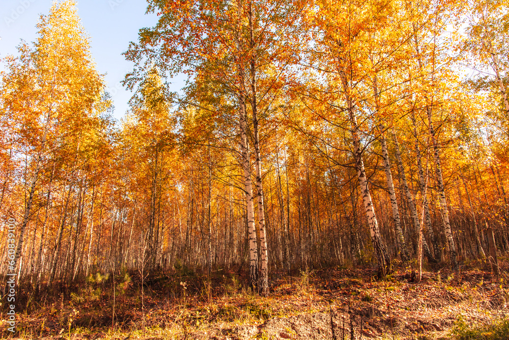 Obraz premium Young birch forest in autumn. Nature