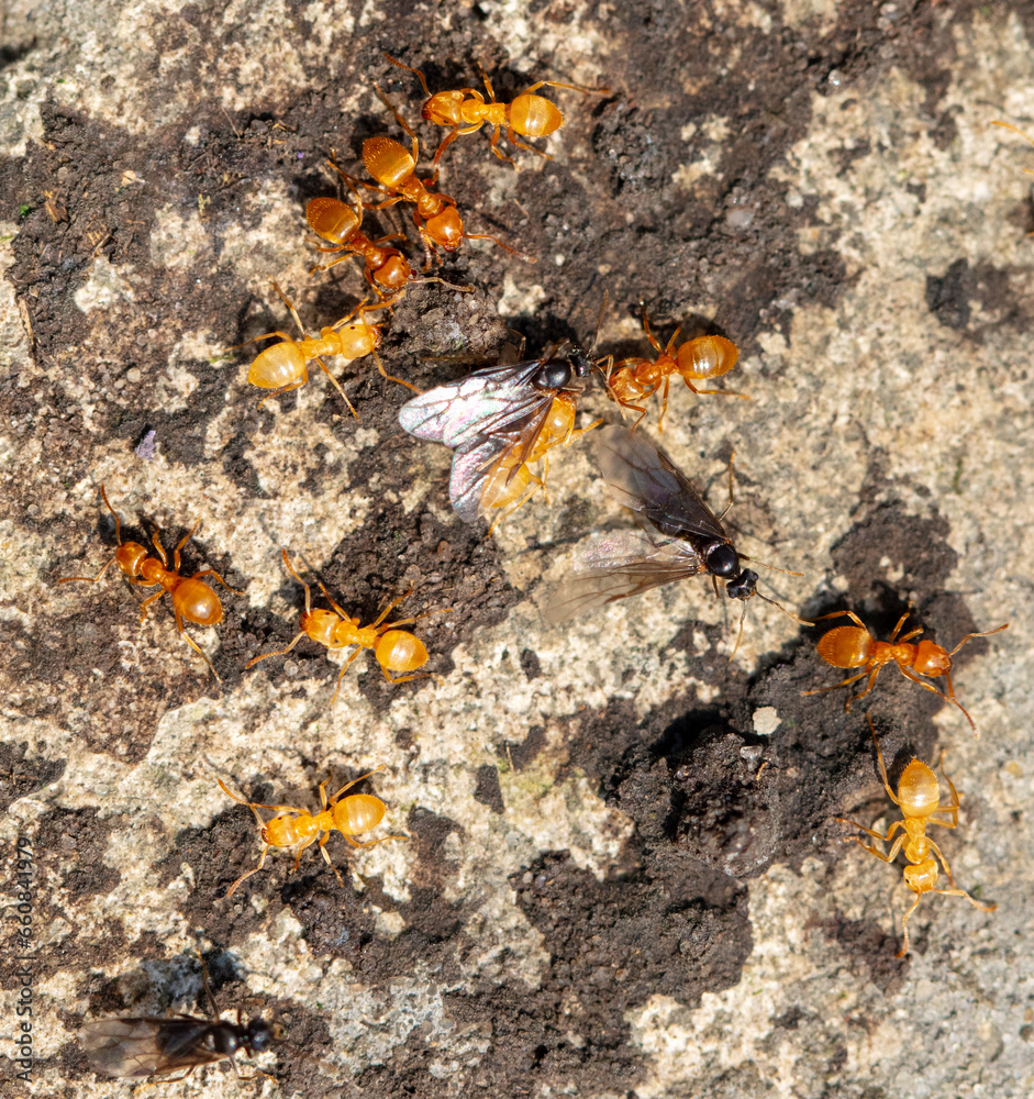 Yellow ants on the ground. Close-up Yellow ants on the ground. Close-up
