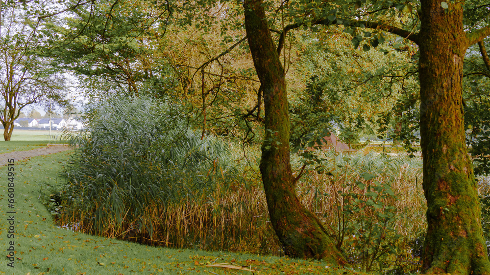 Schilf und Baum am See