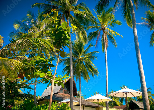 Concept of rest and relaxation. Palm trees with tourist milk trees against the sky. Travel agency with a wide range of travel options.