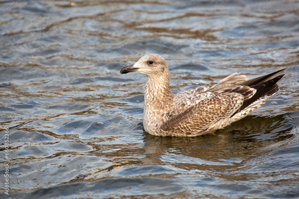 European herring gull in the water