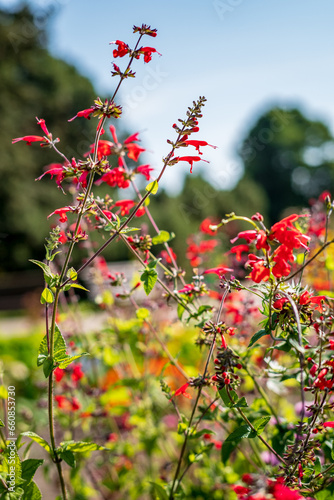 owers of pineapple sage or tangerine sage (Salvia elegans) photo