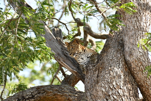 leopard in the tree