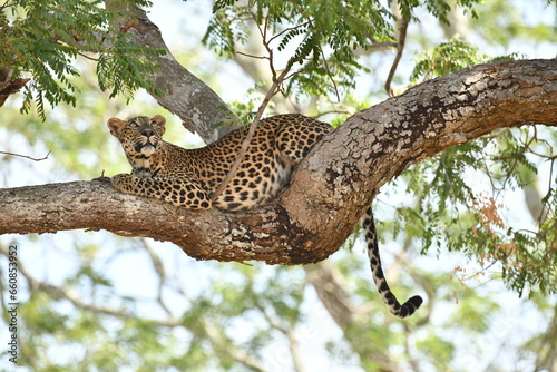 leopard on  tree