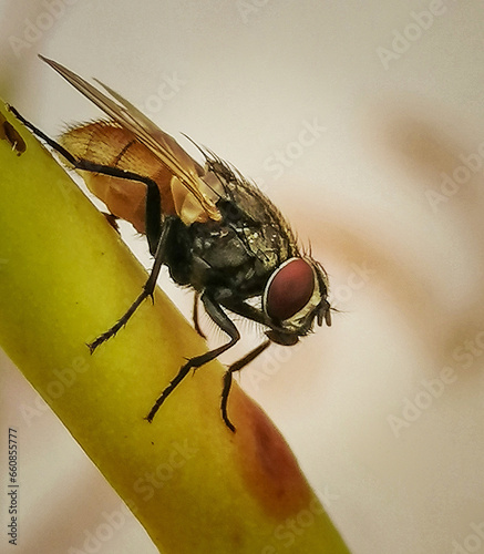 Macro Magic: The Enigmatic World of a Housefly