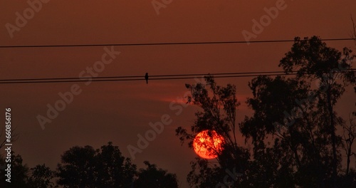 Golden Hour Farewell: Nature's Silhouetted Beauty