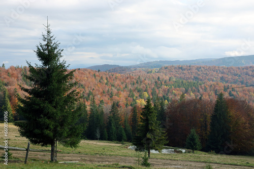 Countryside in mountains at sunrise. Grassy rural slopes with fields and trees in fall foliage in autumn