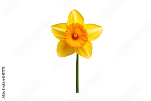 Daffodil isolated on transparent background  Generative Ai