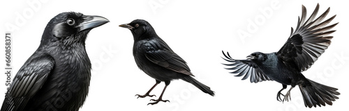 black bird collection (portrait, flying, sitting), animal bundle isolated on white background as transparent PNG