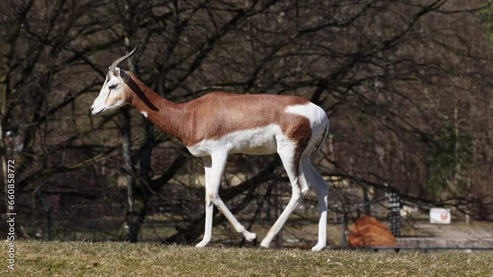 Dama gazelle Baby. Gazella dama mhorr or mhorr gazelle is a species of gazelle. Lives in Africa in the Sahara desert and the Sahel. Dama gazelle Baby. Gazella dama mhorr or mhorr gazelle is a species of gazelle. Lives in Africa in the Sahara desert and the Sahel.