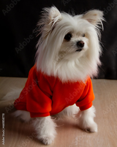 Pomeranian, maltese mixed breed, creme white fluffy dog