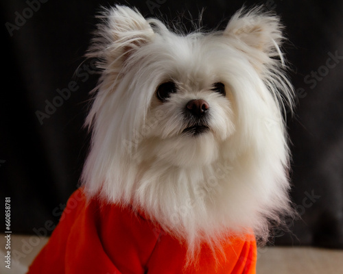 Pomeranian, maltese mixed breed, creme white fluffy dog