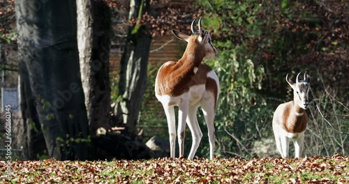 Dama gazelle Baby. Gazella dama mhorr or mhorr gazelle is a species of gazelle. Lives in Africa in the Sahara desert and the Sahel. photo