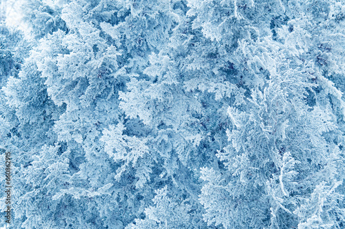 Abstract winter background of thuja covered with hoarfrost and snow