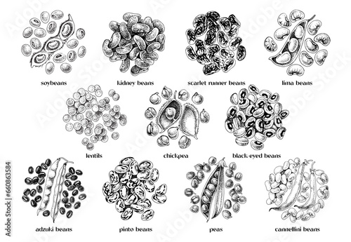 Hand drawn legumes vector set