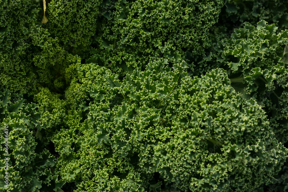 Garden Elegance: Kale and Curly Cabbage Showcase Natural Beauty Up Close