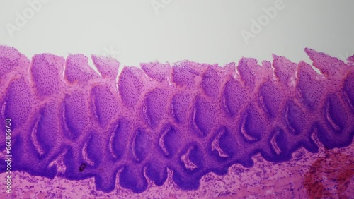 Human tongue under a microscope. The texture of the various layers of a mammal's tongue is of the highest quality. Study of human taste buds. Programming of eating behavior and consumer habits photo