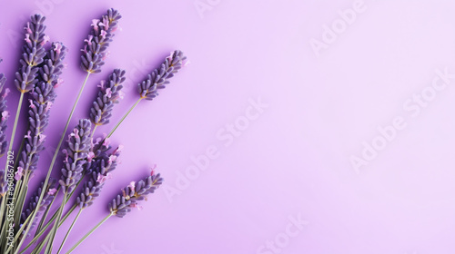 Lavender blossom on purple background