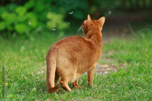 a beautiful red cat in the green grass hunts butterflies © Igor