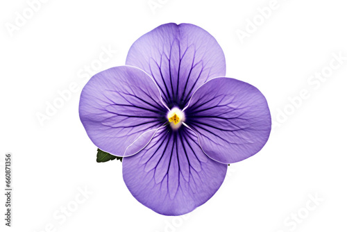 Violet isolated on transparent background, Generative Ai