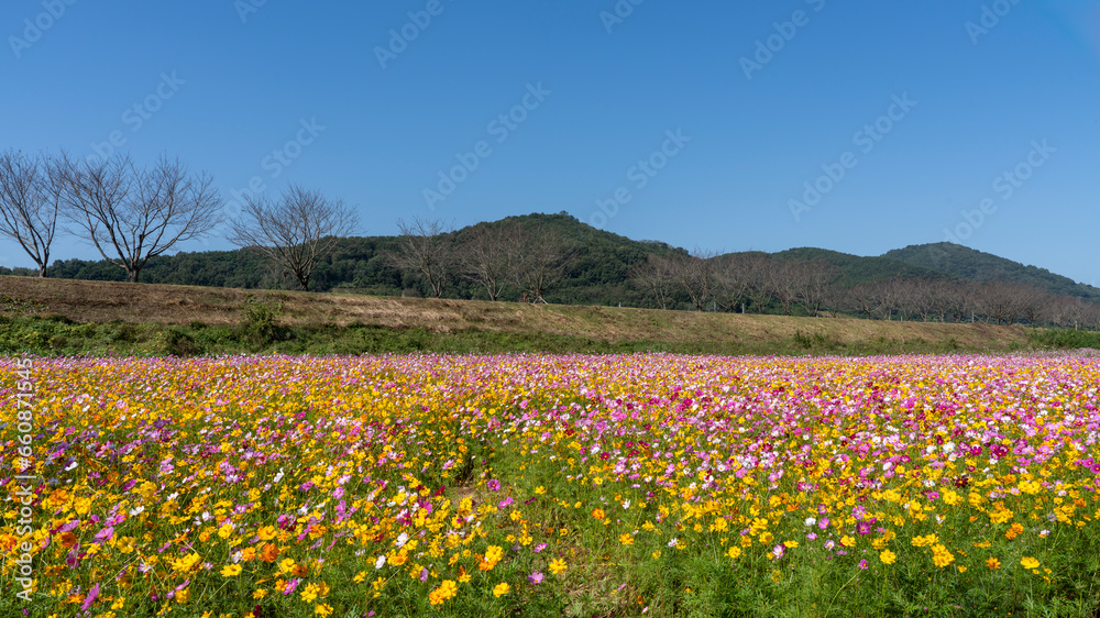 의령 호국 의병의 숲 댑싸리 축제장 코스모스 꽃밭