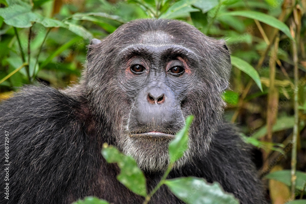 Fototapeta premium Chimpanzee portrait