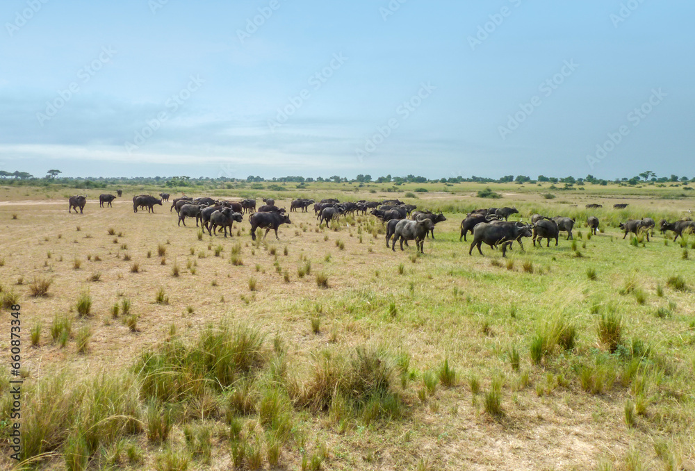 Flock of african buffalos Flock of african buffalos