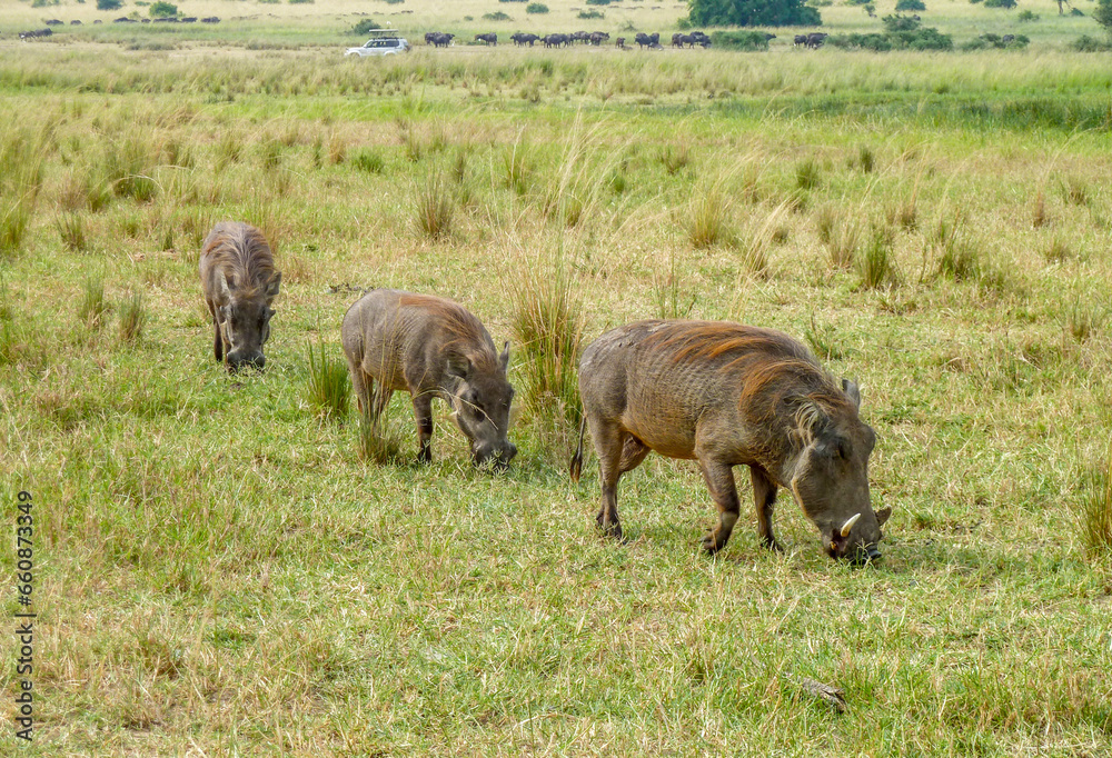 Warthogs in Uganda Warthogs in Uganda
