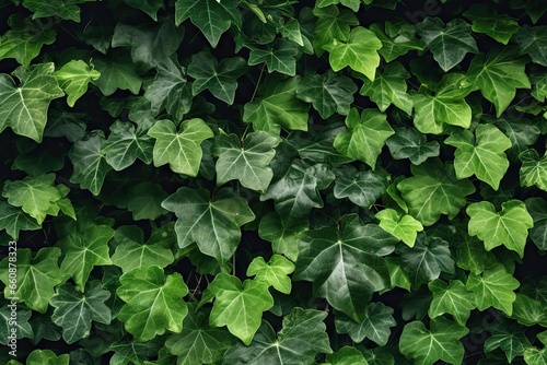 Beauty nature embrace. Green ivy wall. Fresh foliage. Leaf texture. Art of climbing. Leaves on walls textures
