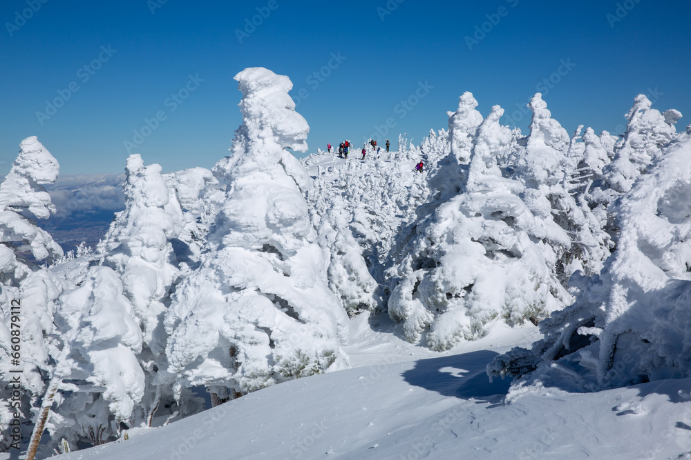 Fototapeta premium 快晴の青空と真っ白な樹氷に覆われた北横岳登山4